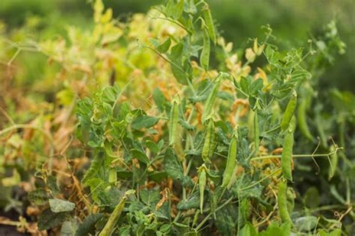 How do you save a dying pea plant