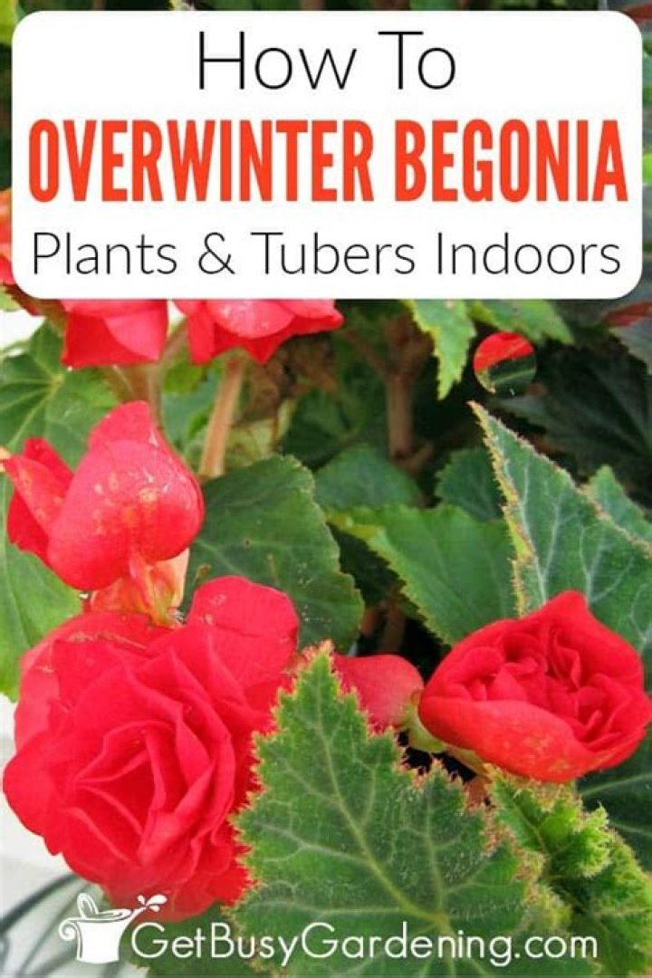 How do you save drooping begonias