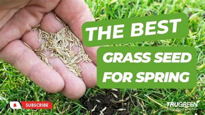 How do you start Sweetgrass seeds