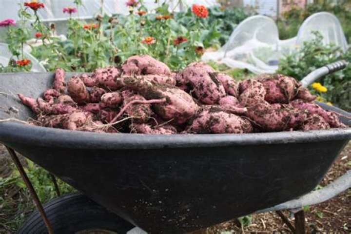 How do you store kumara long term
