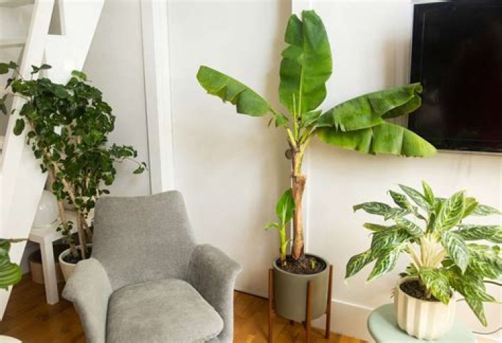 How do you take care of a banana tree in Georgia