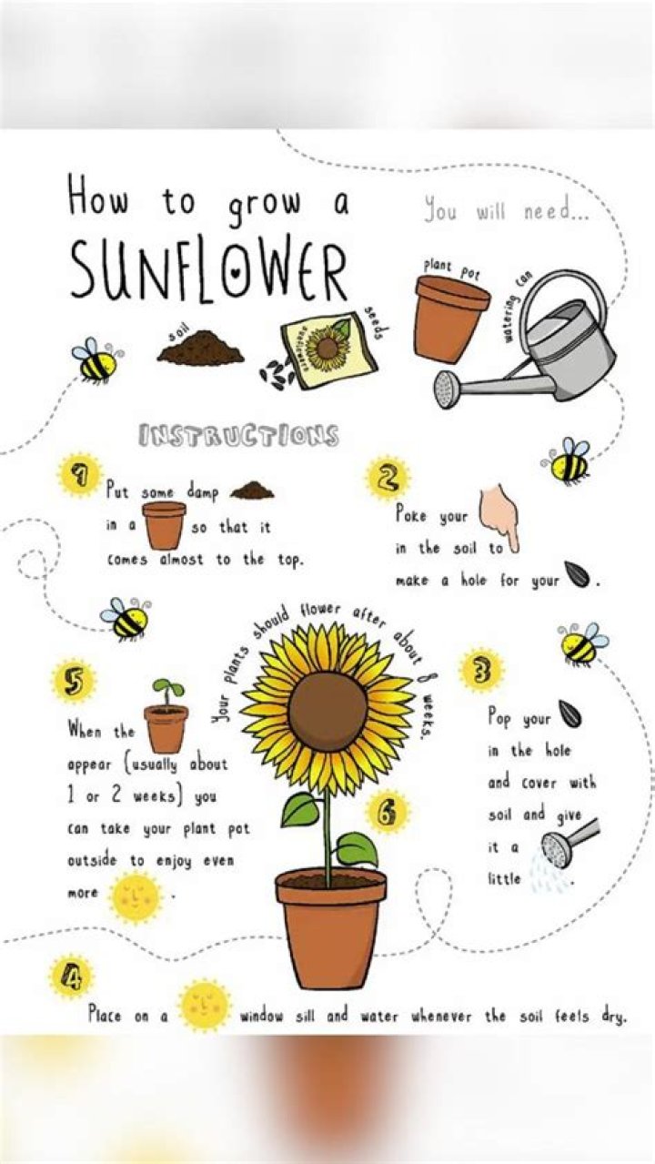 How do you take care of a giant sunflower