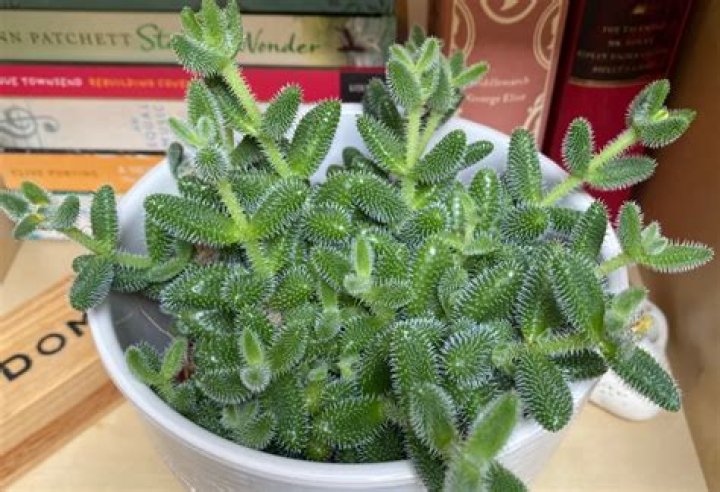 How do you take care of a pickle plant