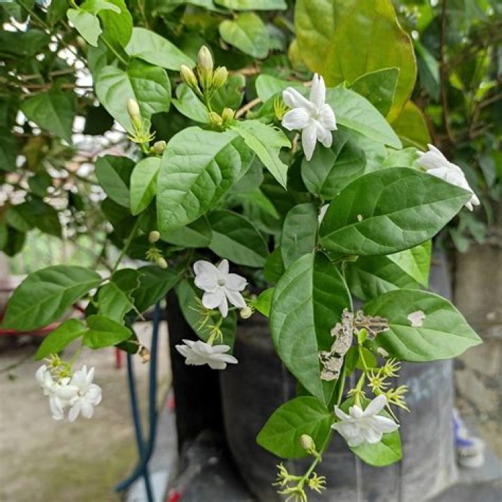 How do you take care of AJI plant