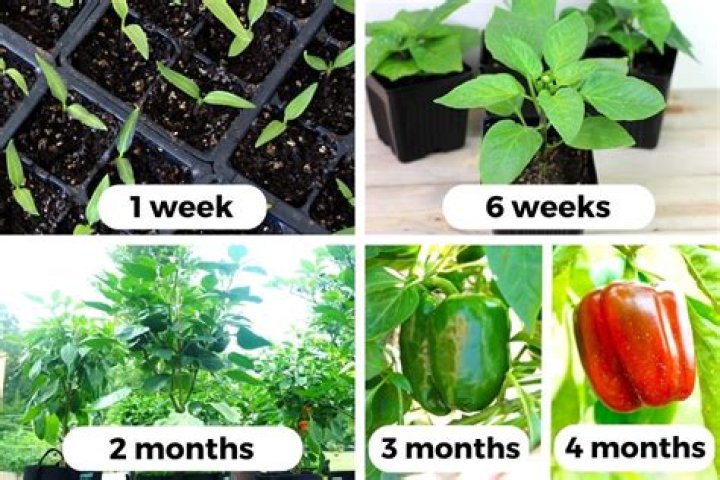 How do you take care of Capsicum