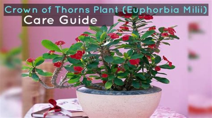 How do you take care of Euphorbia