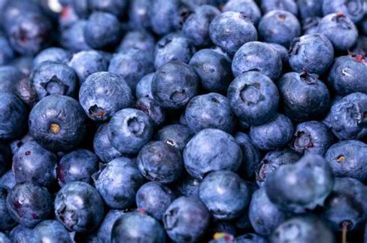 How do you transport fresh blueberries