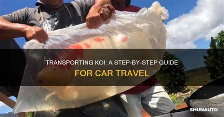 How do you transport koi in a car