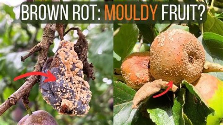 How do you treat brown rot fungus