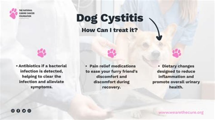 How do you treat cystitis in dogs
