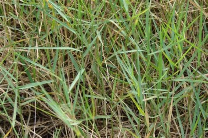 How do you treat Torpedograss