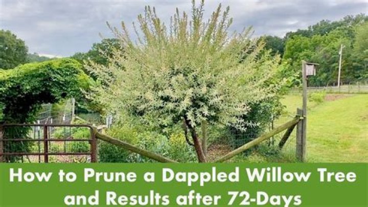 How do you trim a willow tree