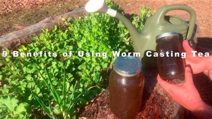 How do you use worm casting juice