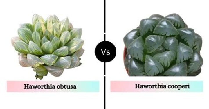 How do you water Haworthia Obtusa