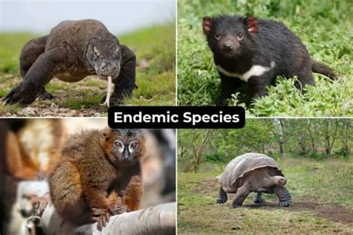 How does a species become endemic