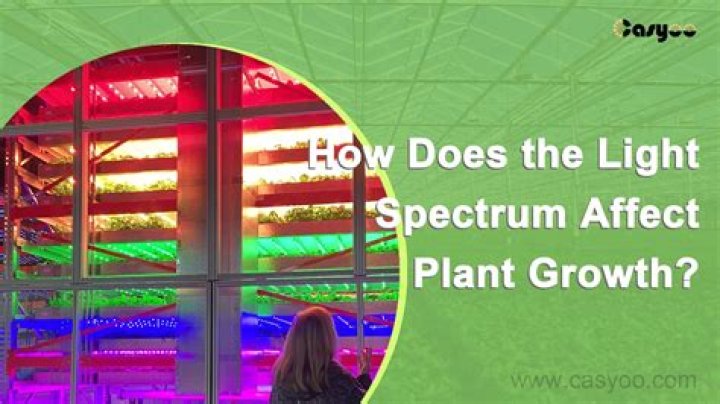 How does fluorescent light affect plant growth