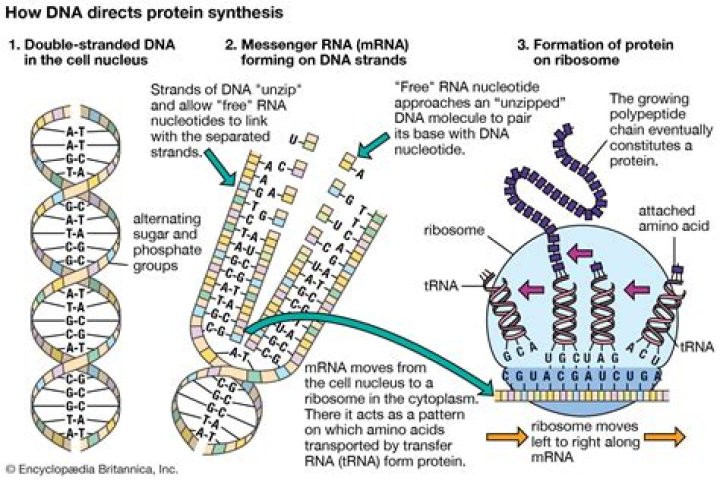 How does information flow from DNA to RNA to direct the synthesis of proteins