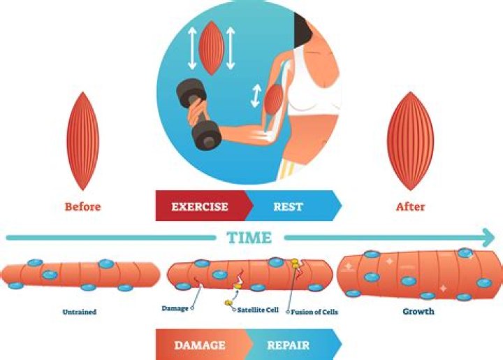 How does muscle hypertrophy occur