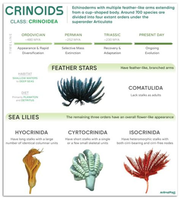 How does the class Crinoidea move