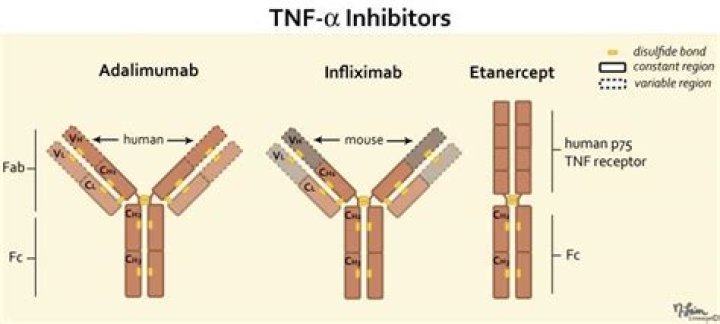 How does TNF inhibitor work