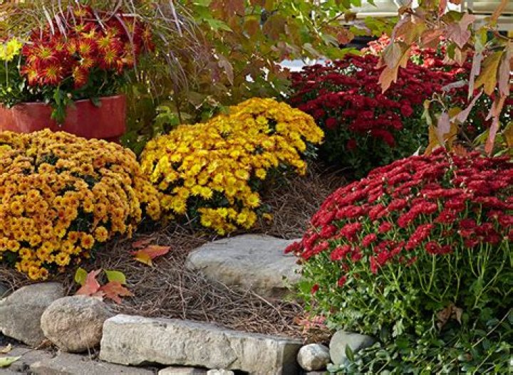 How early can you plant mums