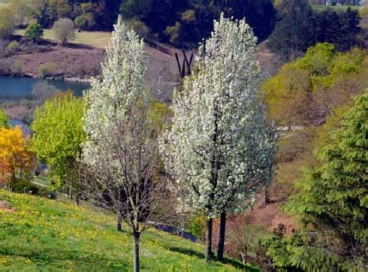 How far apart should you plant capital pear trees