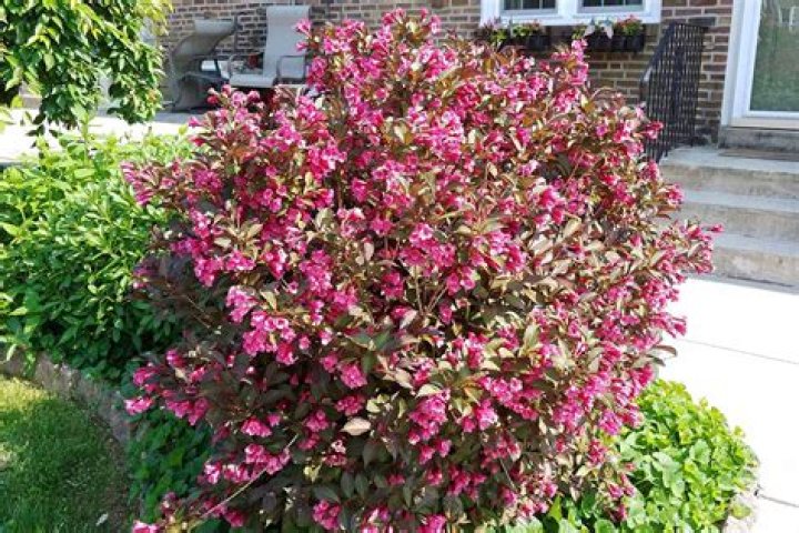How far back can you trim weigela