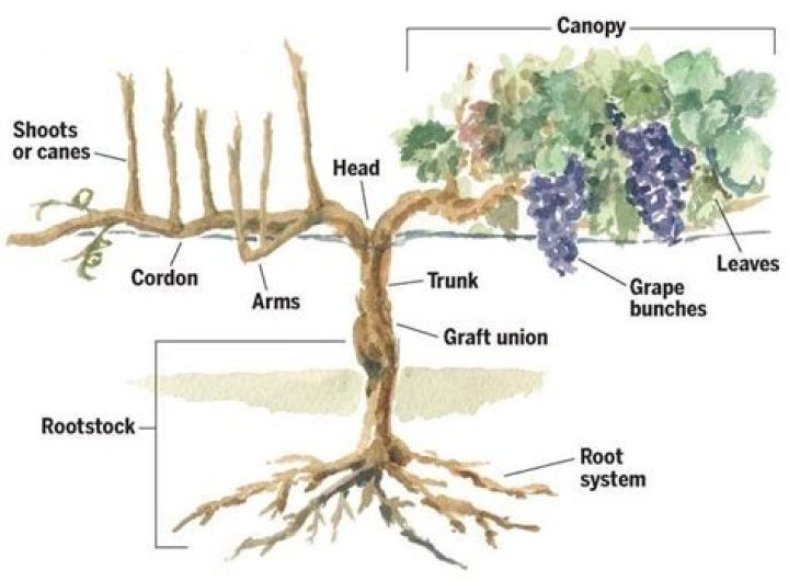 How far do grapevine roots spread