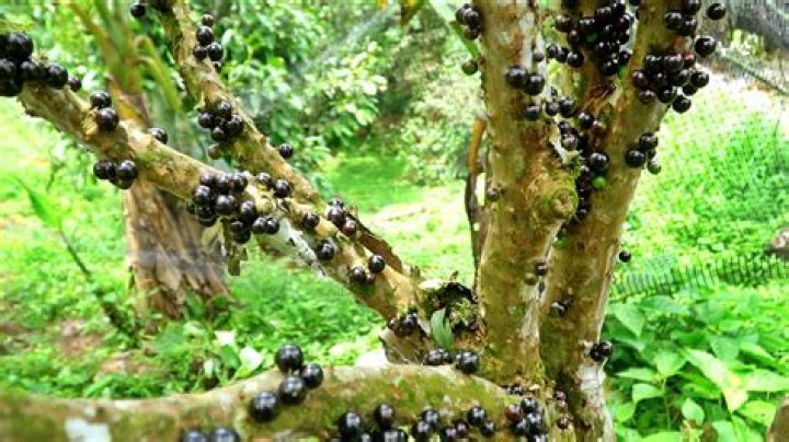 How fast do Jaboticaba trees grow