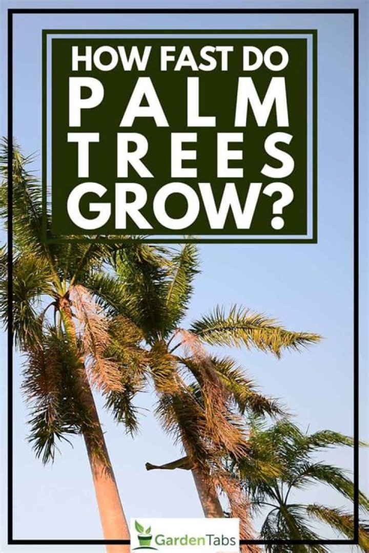 How Fast Do queen palm trees grow