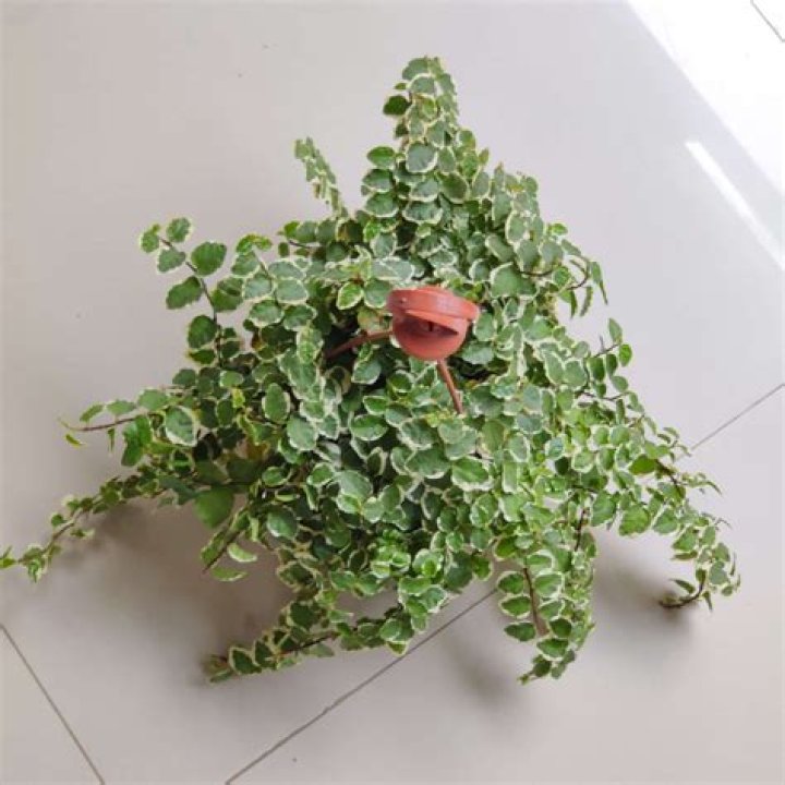 How fast does creeping Ficus grow