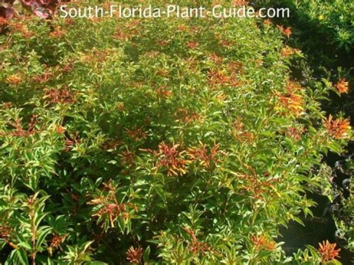 How fast does dwarf firebush grow