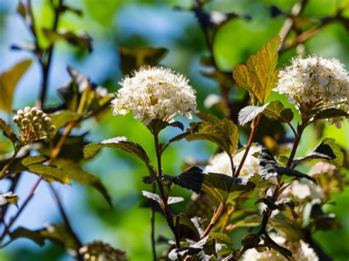 How fast does ninebark shrub grow