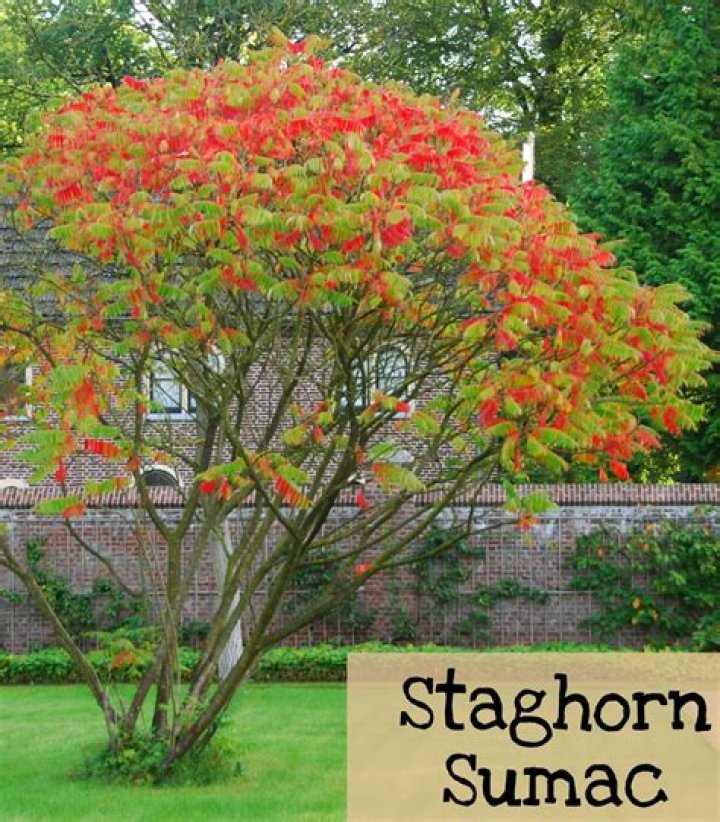 How fast does staghorn sumac grow