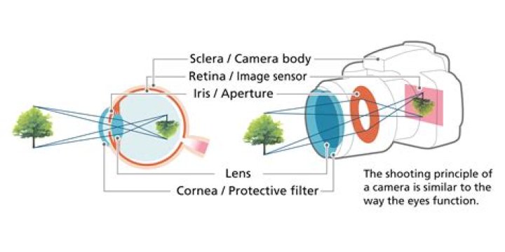 How is a camera similar to an eye