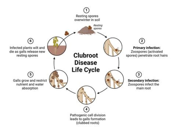 How is Clubroot spread