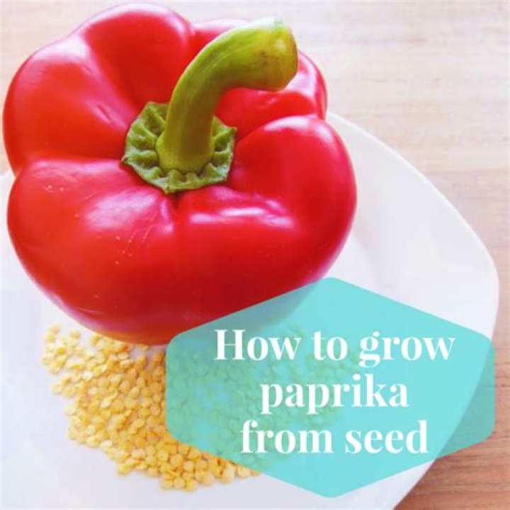How is paprika grown