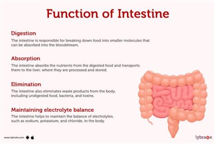 How is the self digestion of the stomach and small intestine prevented