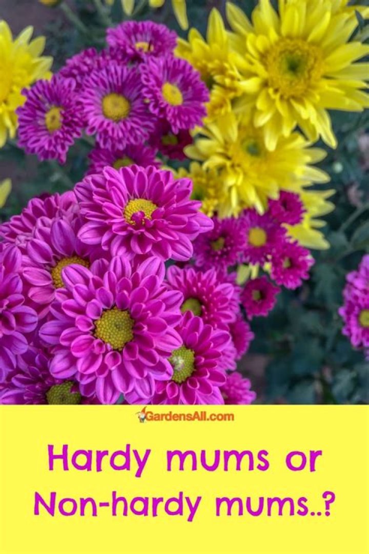 How late can you plant hardy mums