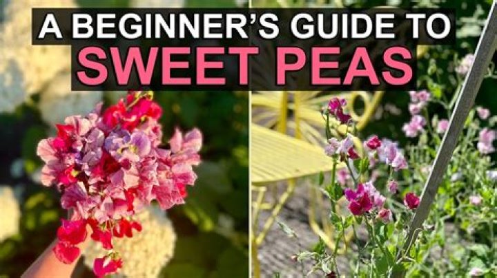 How late can you plant sweet peas