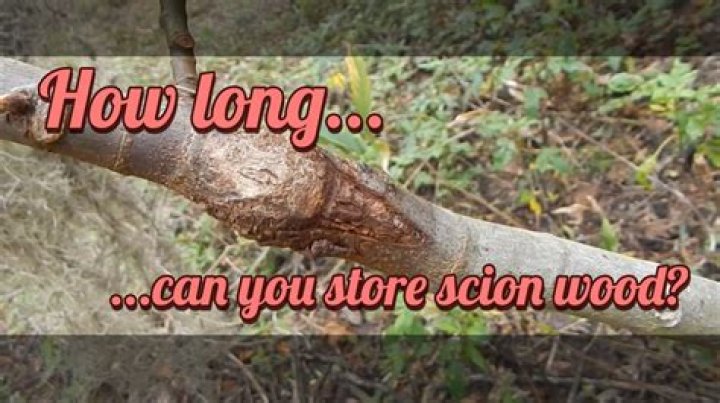 How long can you store scion wood