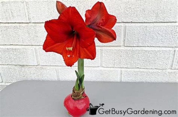 How long do amaryllis in wax last