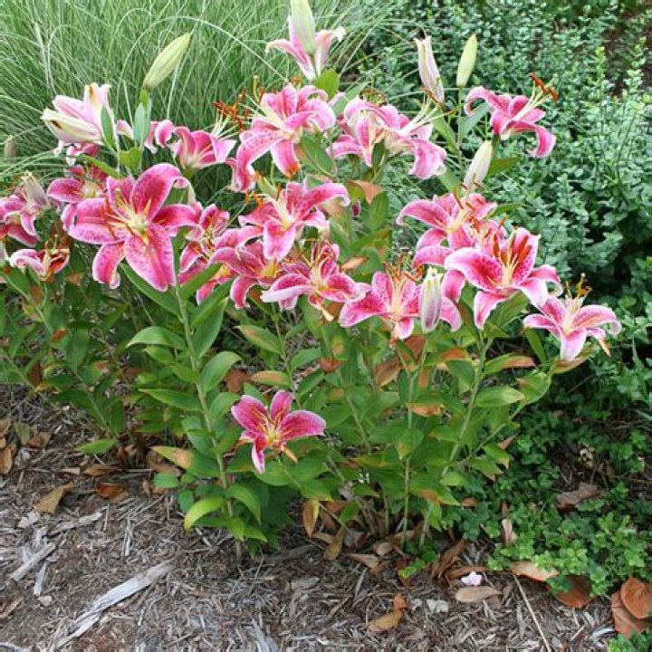 How long do lilies bloom outdoors