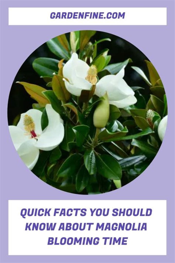 How long do magnolia flowers last
