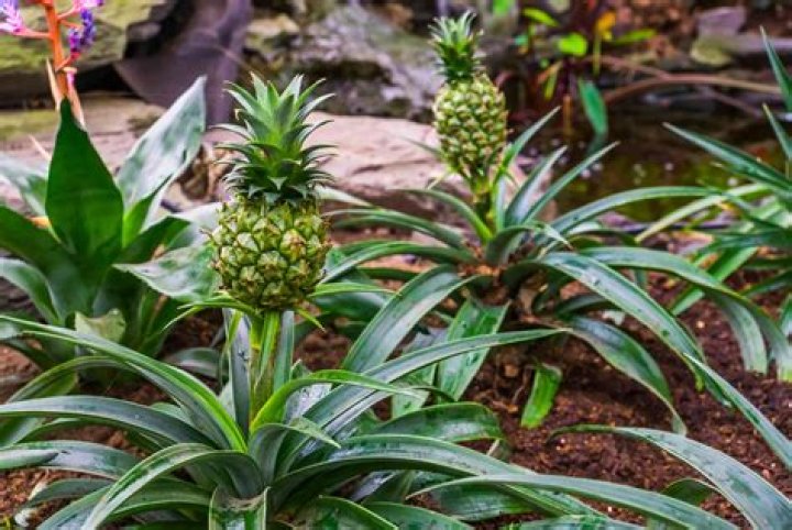 How long do pineapple plants live