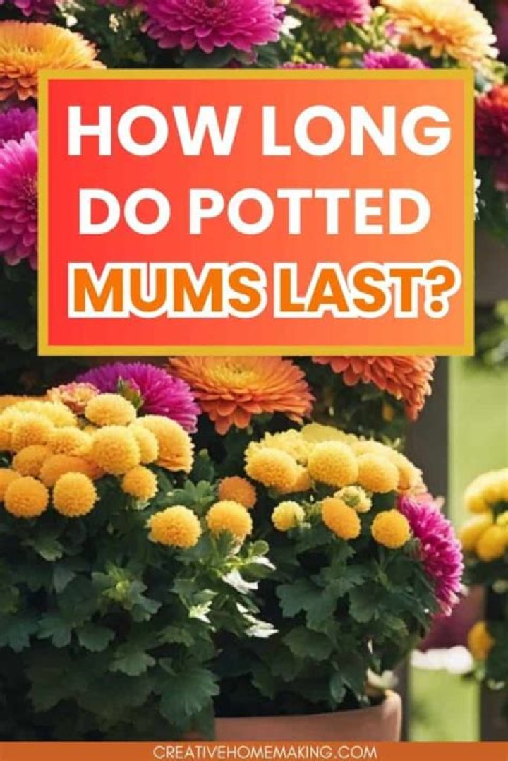 How long do potted fall mums last
