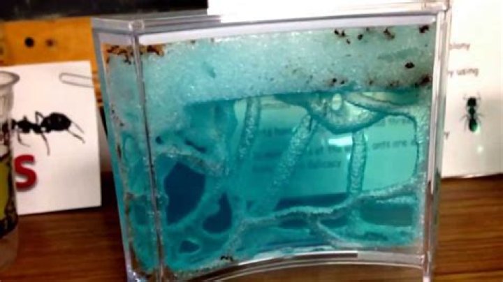 How long does a gel ant farm last