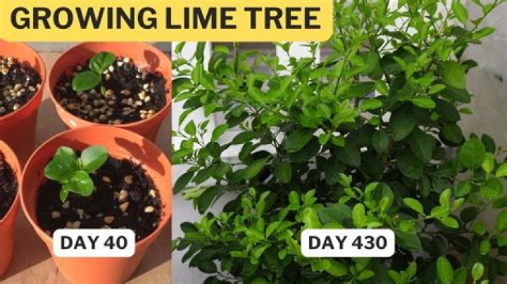 How long does it take for a key lime to grow