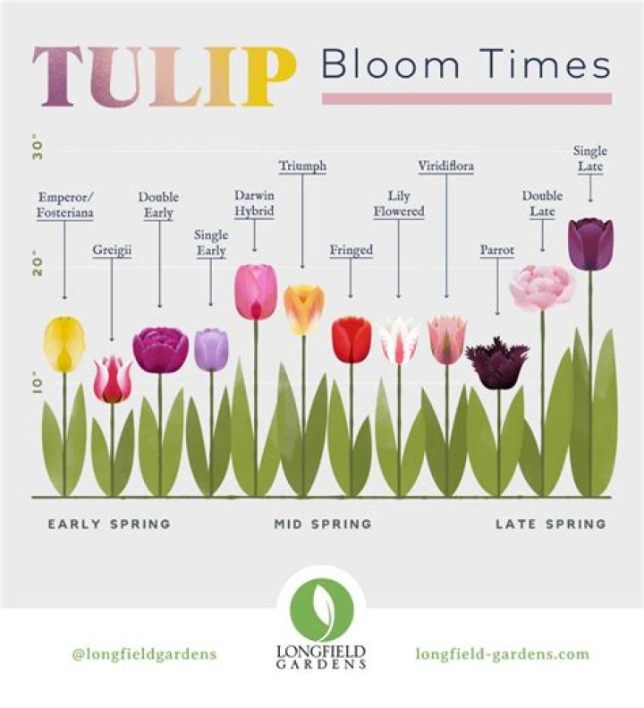 How long does it take for tulip bulbs to bloom