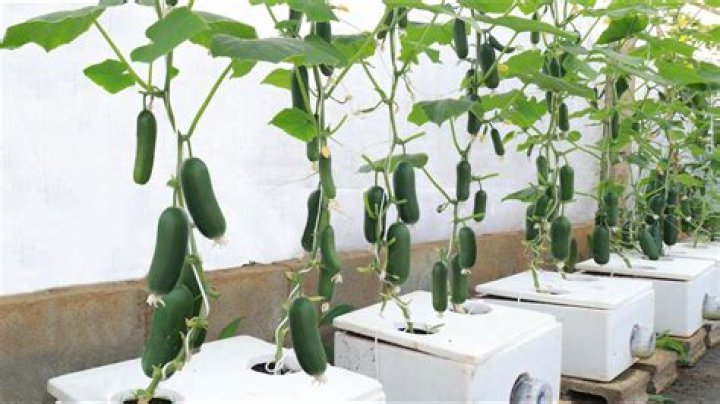 How long does it take to grow baby cucumbers